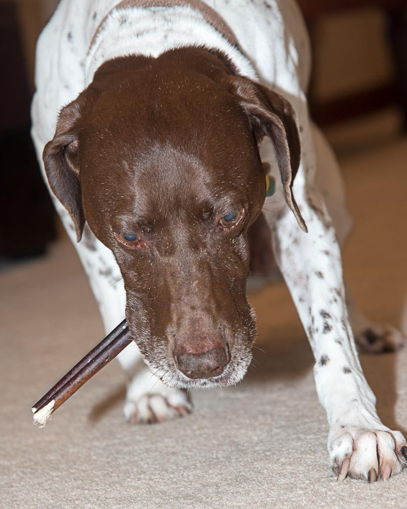 Sancho chewing a Bully Stick