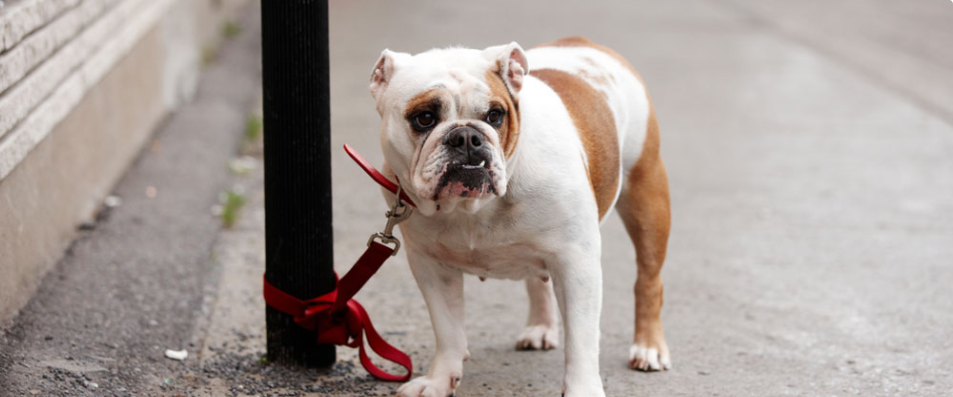 Dog theft during pandemic