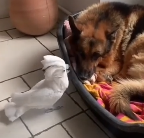 This Parrot can Bark & Meow