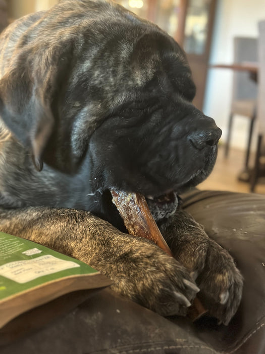 NEW 10"-12" USA Monster Meaty Bully Sticks -For Power Chewers- Our Thickest Bully Sticks
