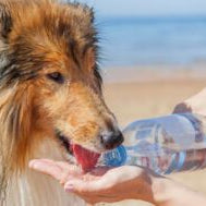 Summer safety for dogs
