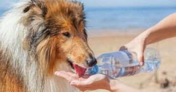 Summer safety for dogs