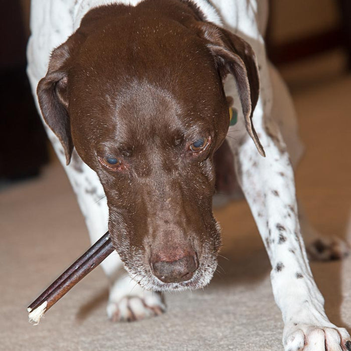 Sancho chewing a Bully Stick 