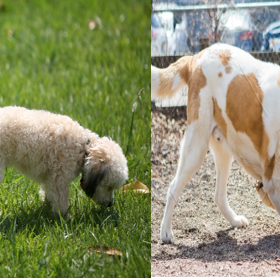 3 unusual things dogs do