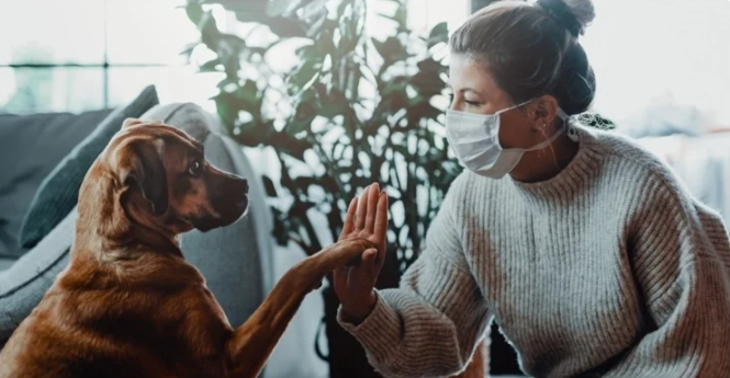 Can dogs get coronavirus?