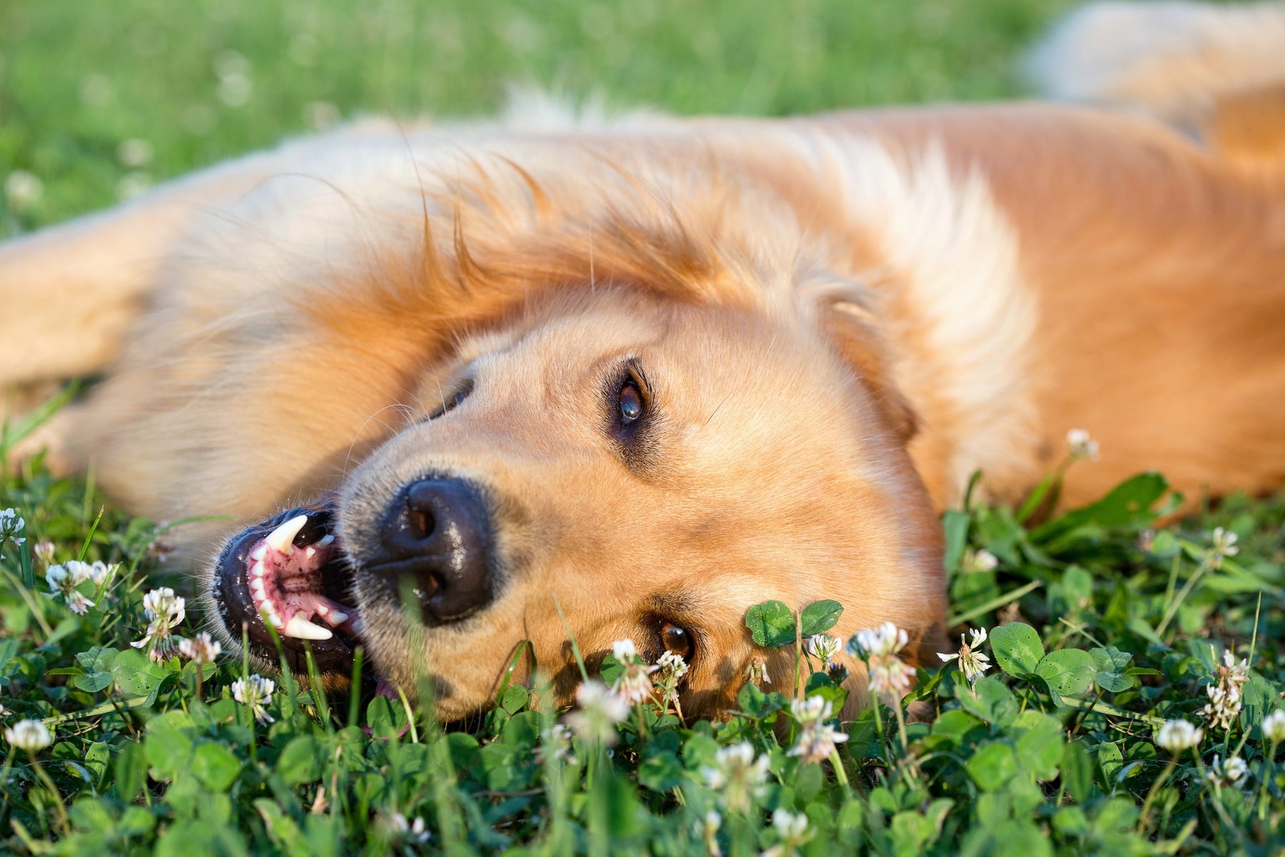 Why dogs eat grass