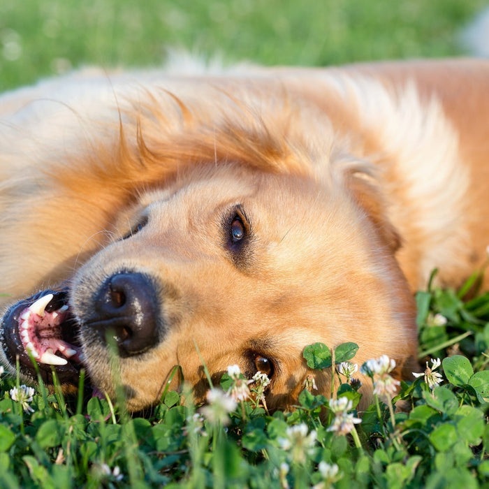 Why dogs eat grass
