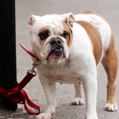 Dog theft during pandemic