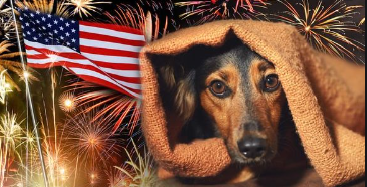 4th of July dog safety tips