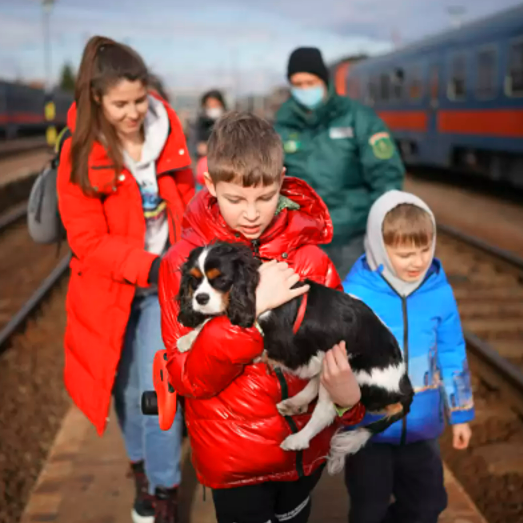 Ukraine Pets & Strays are also Feeling the Pressure of War