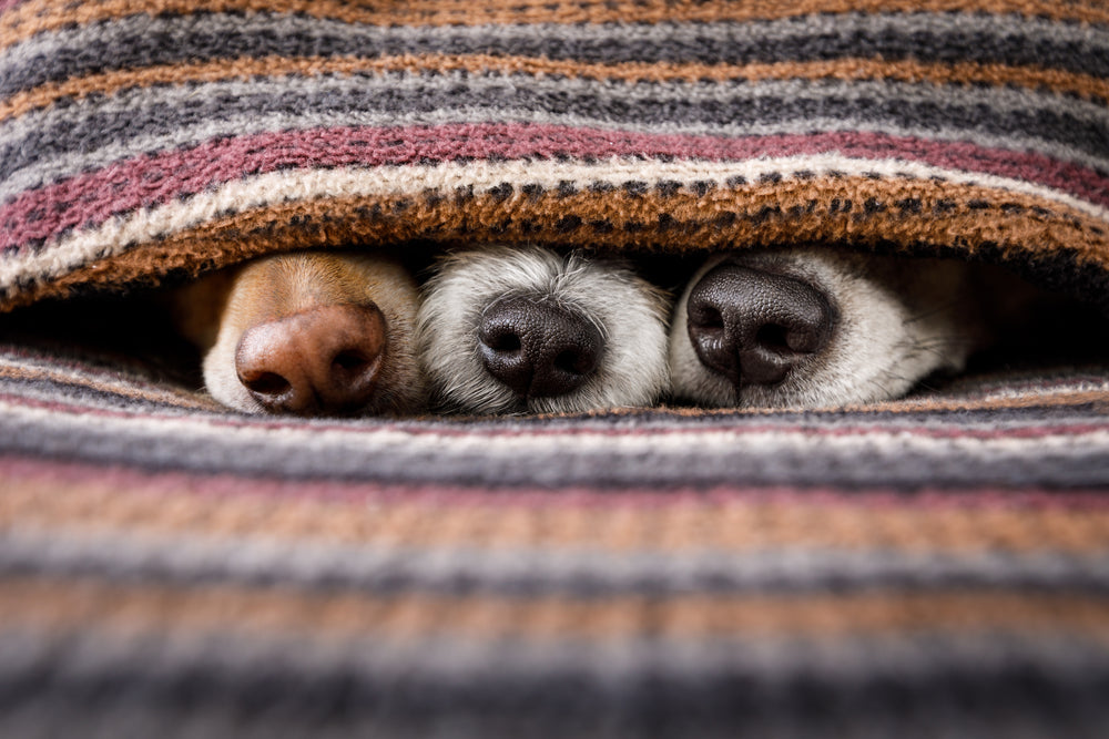 holiday safety tips for dogs