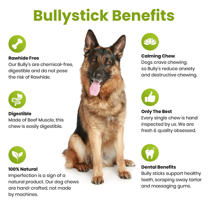 Clearance Premium Select 6" Moderate Odor Thick Bully Sticks