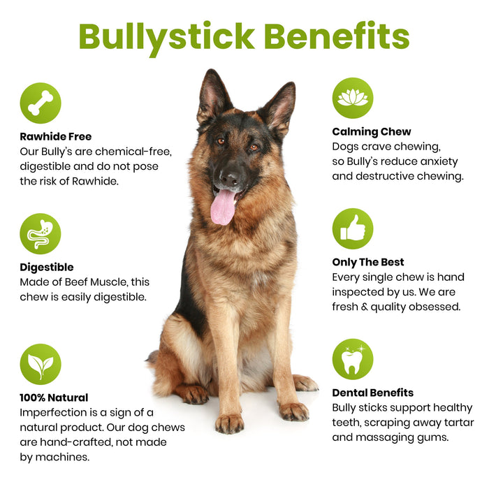 6-Inch Traditional Monster Sized Bully Sticks - Low Odor