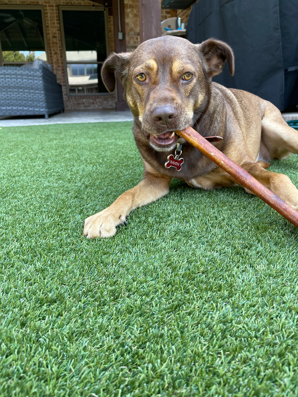 Healthy Dog Treats Bully Sticks for Dogs Sancho & Lola's Closet