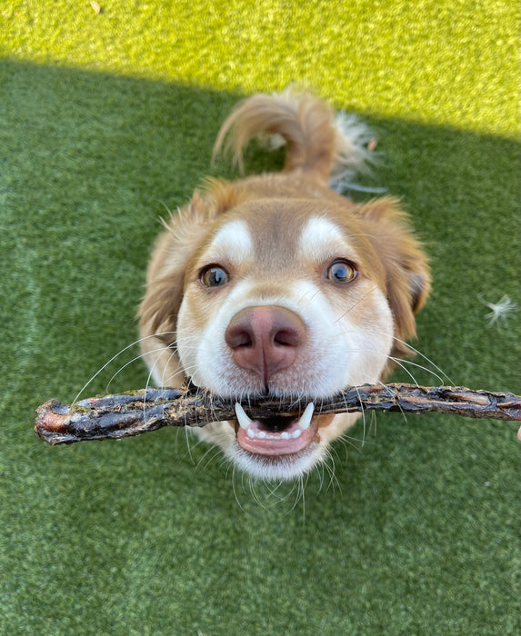 12” Liver Coated USA Crunchy Steer sticks