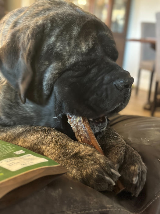 10"-12" USA Super Monster Bully Sticks -For Power Chewers