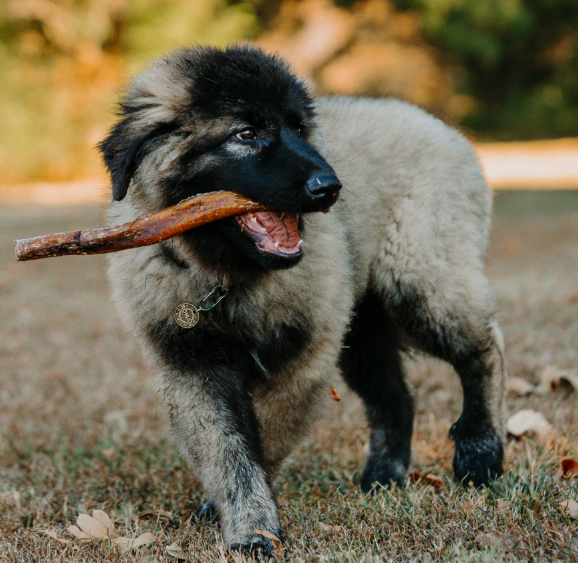 NEW 10"-12" USA Super Monster Bully Sticks -For Power Chewers