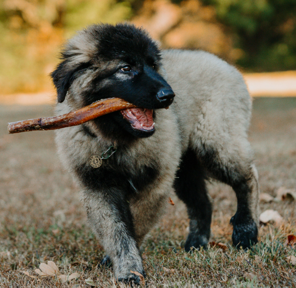10"-12" USA Super Monster Bully Sticks -For Power Chewers