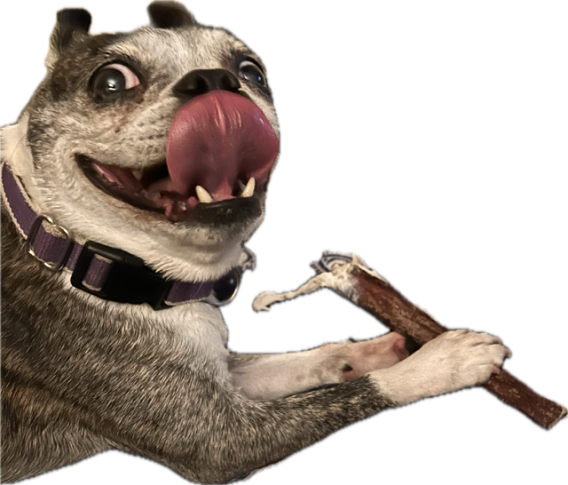 10"-12" USA Super Monster Bully Sticks -For Power Chewers