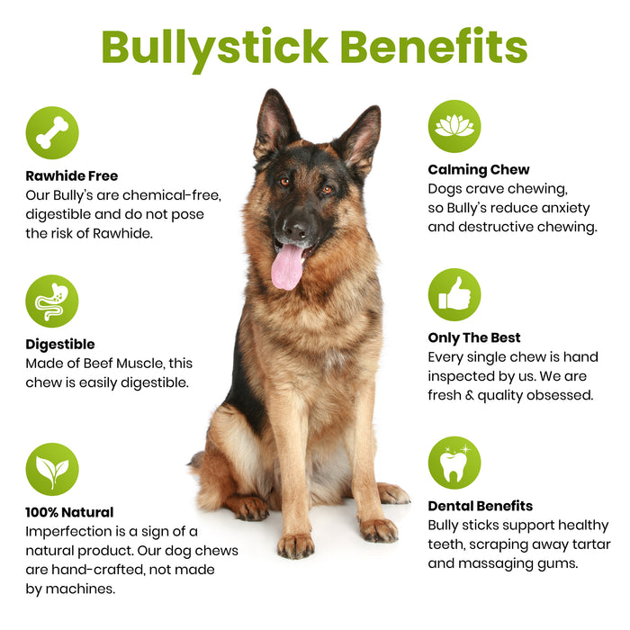 10"-12"  Nebraska Crunchy Steer Sticks for Dogs - Gentle Chew Beef Pizzle Bully Sticks-Buy Bulk & Save!