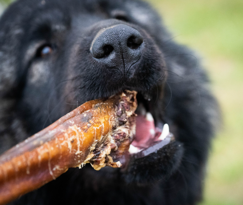 NEW 12"  COLOSSAL MONSTER Meaty Bully Sticks -For Power Chewers