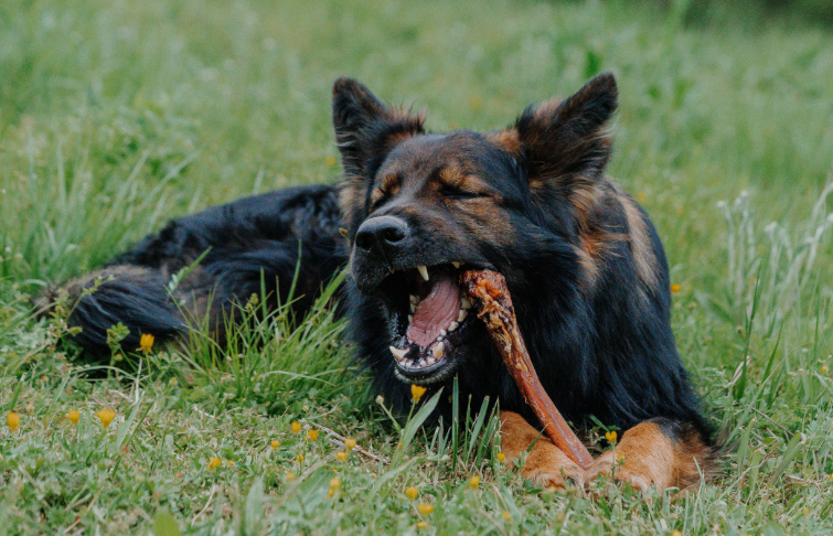 NEW 12"  COLOSSAL MONSTER Meaty Bully Sticks -For Power Chewers